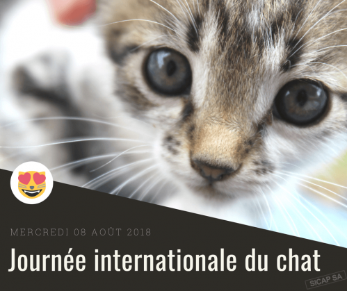 Création journée internationale du chat SICAP